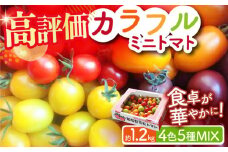 【4色5種MIX】カラフルミニトマト 約1.2kg ミニトマト プチトマト 野菜 トマト とまと ミニトマト カラフル 小値賀町 りんたろうふぁ～む [DAE001]  1万円 以上