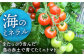 4色5種MIX カラフルミニトマト 1.2kg