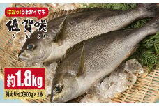 【日本一うまいイサキ】値賀咲（ちかさき）特大サイズ 約1.8kg（900g×2本）＜小値賀町担い手公社＞ [DAA010]