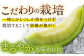 アールスメロン 2玉 約4kg メロン