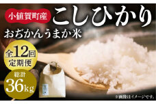 【全12回定期便】【令和6年度産】おぢかんうまか米（小値賀町産こしひかり 3kg ・精白米） [DAB013] コシヒカリ こしひかり 米 お米 白米 ご飯 精米 お弁当  常温