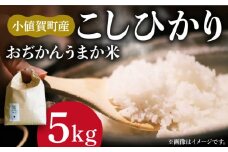 【5kg】【令和6年度産新米】おぢかんうまか米（小値賀町産こしひかり 5kg ・精白米） [DAB014] コシヒカリ こしひかり 米 お米 白米 ご飯 精米 お弁当  常温  1万円 以上