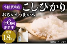 【全6回定期便】【令和6年度産】おぢかんうまか米（小値賀町産こしひかり 3kg ・精白米） [DAB012] コシヒカリ こしひかり お米 常温