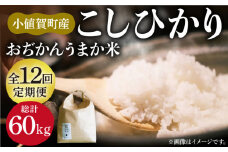 【全12回定期便】【令和6年度産】おぢかんうまか米（小値賀町産こしひかり 5kg ・精白米） [DAB017] コシヒカリ こしひかり 米 お米 白米 ご飯 精米 お弁当  常温