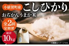 【全2回定期便】【令和6年度産】おぢかんうまか米（小値賀町産こしひかり 5kg ・精白米） [DAB038] コシヒカリ こしひかり 米 お米 白米 ご飯 精米 お弁当  常温