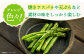 アスパラガス 春芽 約1kg 小値賀町