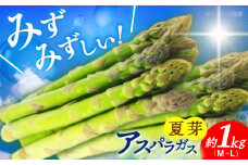 【先行予約】【2025年7月初旬～9月中旬発送分】アスパラガス (夏芽) 約1kg 《小値賀町》【ながさき西海農協小値賀地区園芸部会】 [DAT005] アスパラ アスパラガス あすぱらがす 野菜 やさい 冷蔵 夏野菜 アスパラガス  1万円 以上 アスパラ 2025 アスパラガス 2025