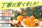 びわ 4パック