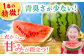 大玉 スイカ 2玉 すいか