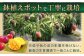 【訳あり マンゴー】プリンセス マンゴー 約1kg マンゴー 訳あり