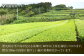 釜炒り ギャバロン茶 ティーバック：20個入り×3袋 緑茶 お茶