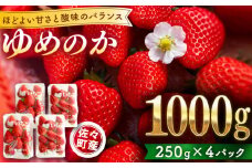 【先行予約・1月発送開始】佐々町産 いちご 「ゆめのか」約1.0kg （250g×4パック）【市丸農園 いちご研究室】 [QBF001] / 長崎県 佐々町