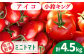 トマト とまと トマト フルーツトマト 野菜 人気 贈答 ギフト プレゼント
