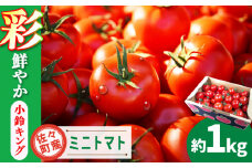 【先行予約】ミニトマト 小鈴キング 1kg【C&T farm】 [QBG003] トマト とまと トマト フルーツトマト 野菜 人気 贈答 ギフト プレゼント