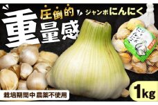 佐々町産ジャンボニンニク1kg [QAT021] / 長崎県 佐々町
