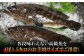 海鮮 新鮮 刺身 鍋 五島 クエ鍋 鮮魚 正月 海鮮鍋