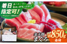 【最速発送】【数量限定！】【どこを切ってもうまい！濃厚な味わい】金太郎 マグロ 冷凍 ブロック 赤身 約850g【徳丸】 [RAC014] スピード発送 最短発送