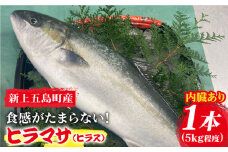 【コリコリ食感がたまらない！】 新上五島町産 養殖 ヒラマサ （ヒラス） 1本【カミティバリュー】 [RBP005]