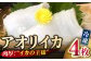 新上五島の新鮮な海で獲れたアオリイカをぜひお召し上がりください。