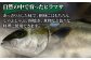 ヒラス（ヒラマサ） 下処理済 アラ付き 刺身ブロック（800g以上） / 真空パック 養殖 海産物 魚介 冷蔵 新上五島