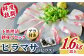 ヒラス（ヒラマサ） アラ付き 下処理済 刺身ブロック（1.6kg以上） / 真空パック 養殖 海産物 魚介 冷蔵 新上五島
