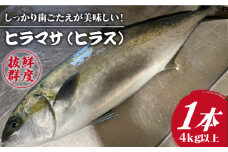 【血抜き、内臓処理済み！】 ヒラス （ヒラマサ） 1本 4.0kg以上 養殖 刺身 しゃぶしゃぶ  【ひまわり】 [RBK005]