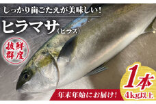 【12/27～1/3にお届け】【着日指定必須】【血抜き、内臓処理済み！】 ヒラス （ヒラマサ） 1本 4.0kg以上 養殖 刺身 しゃぶしゃぶ  【ひまわり】 [RBK008]