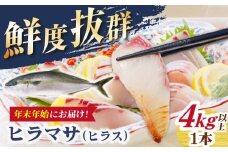 【12/27～1/3にお届け】【着日指定必須】【血抜き、内臓処理済み！】 ヒラス （ヒラマサ） 1本 4.0kg以上 養殖 刺身 しゃぶしゃぶ  【ひまわり】 [RBK008]