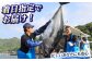 金太郎マグロ 冷凍 ブロック 1kg程度 / まぐろ 鮪 刺身 海鮮 魚