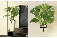 【3月上旬～10月下旬発送】モンステラ 6号 カラーポット 白 約60～70cm