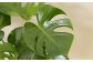 観葉植物 モンステラ 6号 カラーポット 白 約60～70cm