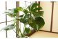 観葉植物 モンステラ 6号 カラーポット 白 約60～70cm