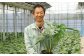 観葉植物 モンステラ 6号 カラーポット 白 約60～70cm