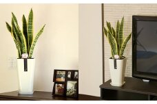 観葉植物 サンスベリア 6号 カラーポット 白 約65～75cm