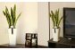 観葉植物 サンスベリア 6号 カラーポット 白 約65～75cm