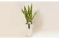 観葉植物 サンスベリア 6号 カラーポット 白 約65～75cm