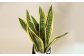 観葉植物 サンスベリア 6号 カラーポット 白 約65～75cm