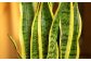 観葉植物 サンスベリア 6号 カラーポット 白 約65～75cm