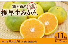 「先行予約」 熊本市産 極早生 みかん 約11kg（L～2Sサイズ） ※2021年11月上旬より順次発送予定