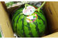 【すいかの里植木】春の大玉すいか 1玉入 すいか 熊本産 果物 道の駅