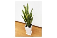 サンスベリア7号陶器スリム 白 鉢 インテリア 観葉植物 草花 樹木 ギフト