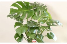 【3月上旬～10月下旬発送】モンステラ7号陶器ロング 鉢 インテリア 観葉植物 草花 樹木 ギフト