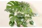 モンステラ7号陶器ロング 鉢 インテリア 観葉植物 草花 樹木 ギフト
