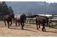 純熊本県産 馬刺しセット 馬刺し 300g
