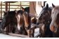 純熊本県産 馬刺しセット 馬刺し 300g