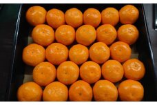 農家のこだわりみかん10㎏【期間限定】 みかん 果物 フルーツ