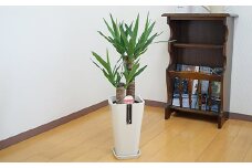 観葉植物 ユッカ 6号 カラーポット 白 約65～75cm【2025年1月上旬～5月上旬発送予定】