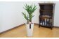 観葉植物 ユッカ 6号 カラーポット 白 約65～75cm