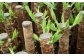 観葉植物 ユッカ 6号 カラーポット 白 約65～75cm