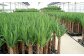 観葉植物 ユッカ 6号 カラーポット 白 約65～75cm